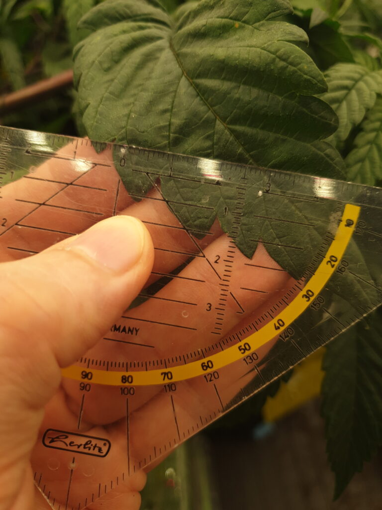 2.9mm über drei Venen, also knapp 10mm pro Interkostalfeld - das ist episch für cannabis!